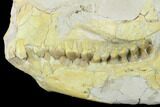 Fossil Oreodont (Merycoidodon) Skull - Wyoming #134353-1